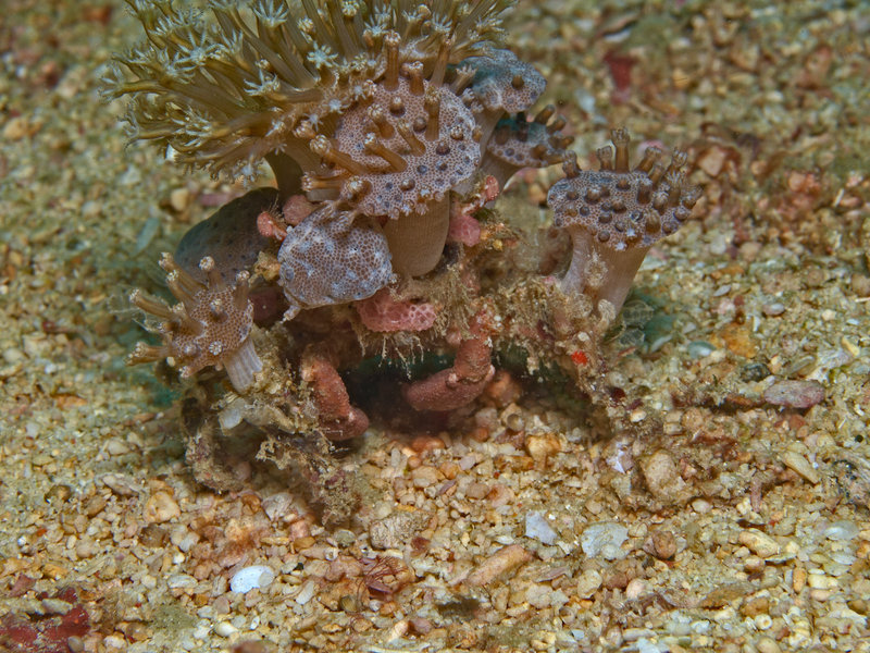 Hermit crab, The Hill